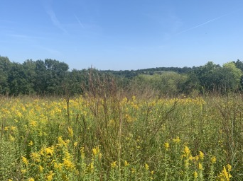 Photo looking out over overgrow