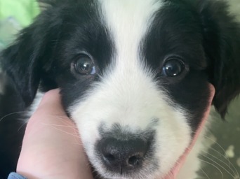 Students hand holding puppies face