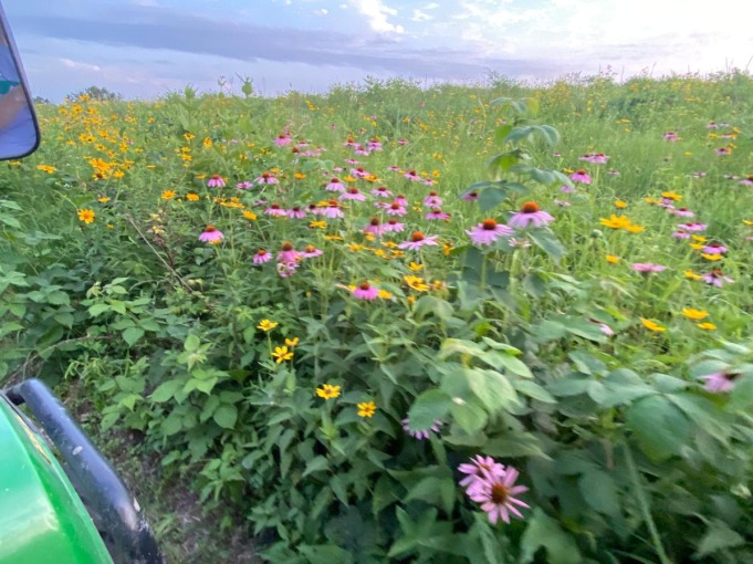 Picture of field of purple and yellow flowers