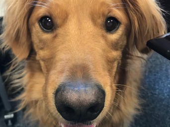 Photo of golden retriever 