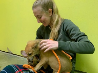 Dog on girls lap yawning.